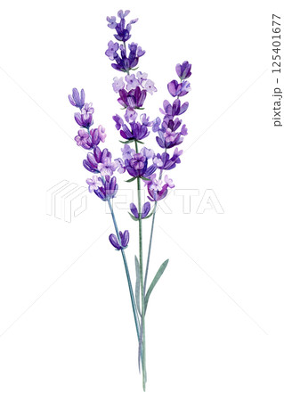 Lavender bouquet with purple butterflies, watercolor floral composition with ribbon aromatic wildflowers violet floral 125401677