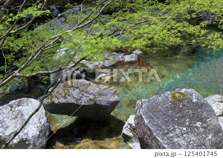 清流瀬戸川を彩る若葉 初夏 (高知県 土佐町 瀬戸川渓谷) 清流瀬戸川を彩る若葉 初夏 (高知県 土佐町 瀬戸川渓谷) 125401745