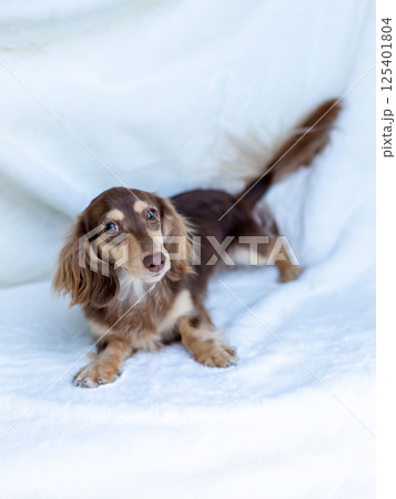 カニンヘンダックスフンド 成犬　チョコイエロー 125401804