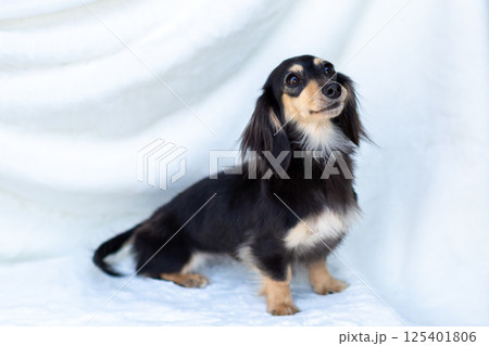 カニンヘンダックスフンド 成犬　ブラックイエロー 125401806