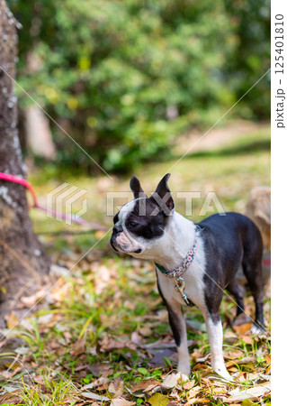 公園で遊ぶ愛犬 ボストンテリア 公園で遊ぶ愛犬 ボストンテリア 125401810
