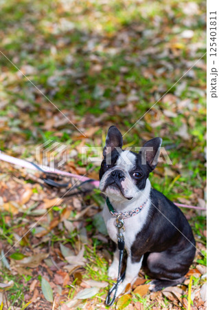 公園で遊ぶ愛犬　ボストンテリア 125401811
