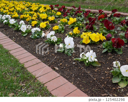 パンジーがたくさん植えられた花壇 パンジーがたくさん植えられた花壇 125402298