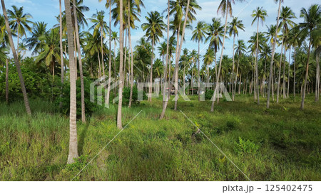 Plantation of coconut palm trees Plantation of coconut palm trees 125402475