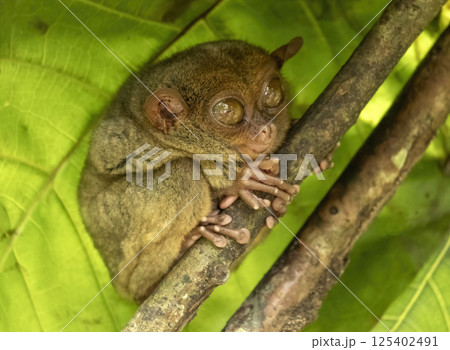 Tarsier monkey on tree in Philippines 125402491