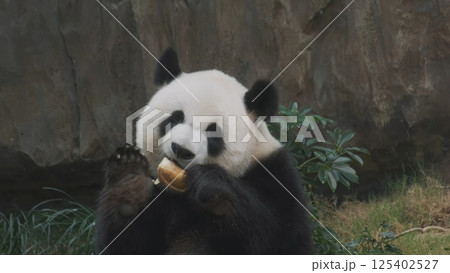 Cute giant panda bear eating bamboo Cute giant panda bear eating bamboo 125402527