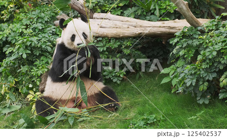 Cute giant panda bear eating bamboo 125402537