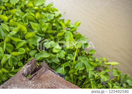 Water hyacinth with garbage on a river. Water pollution in river with trash. Water hyacinth with garbage on a river. Water pollution in river with trash. 125402580