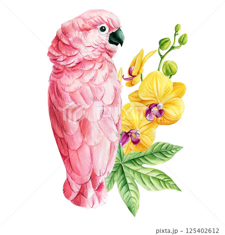 Watercolor pink cockatoo parrot with yellow orchid flowers exotic tropical green leaves jungle bird floral illustration Watercolor pink cockatoo parrot with yellow orchid flowers exotic tropical green leaves jungle bird floral illustration 125402612