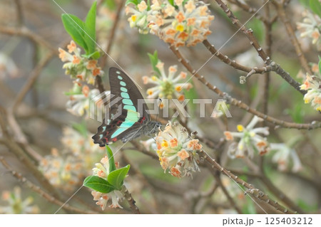 ミツマタの花の蜜を吸うアオスジアゲハ ミツマタの花の蜜を吸うアオスジアゲハ 125403212