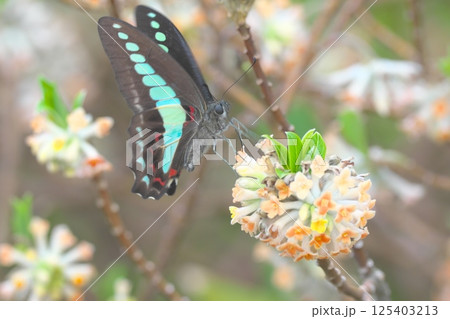 ミツマタの花の蜜を吸うアオスジアゲハ 125403213