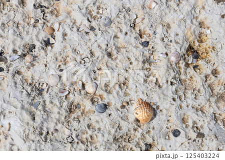 Shell Fragments Embedded in Limestone Surface Shell Fragments Embedded in Limestone Surface 125403224