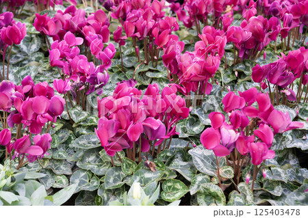 Purple Cyclamen flower plant in the garden, spring season. Purple Cyclamen flower plant in the garden, spring season. 125403478