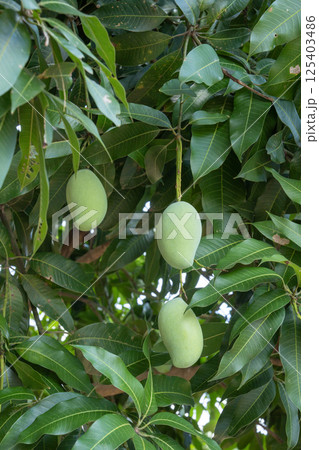 Raw green mango on tree. Raw green mango on tree. 125403486