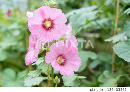 Flowers pink Hollyhock (Hollyhock). 125403521