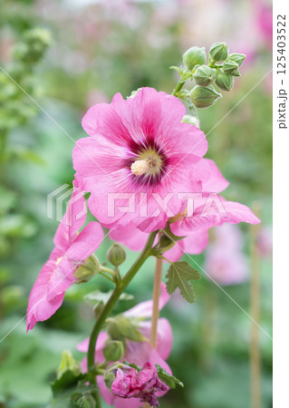 Flowers pink Hollyhock (Hollyhock). 125403522
