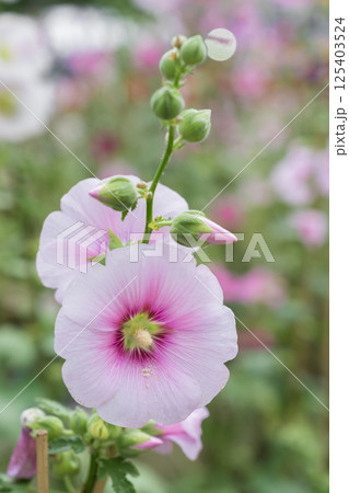 Flowers pink Hollyhock (Hollyhock). Flowers pink Hollyhock (Hollyhock). 125403524