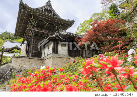 長谷寺 新緑の境内に咲く満開の牡丹 長谷寺 新緑の境内に咲く満開の牡丹 125403547