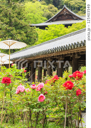 長谷寺 新緑の境内に咲く満開の牡丹 長谷寺 新緑の境内に咲く満開の牡丹 125403549
