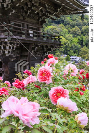長谷寺 新緑の境内に咲く満開の牡丹 長谷寺 新緑の境内に咲く満開の牡丹 125403557
