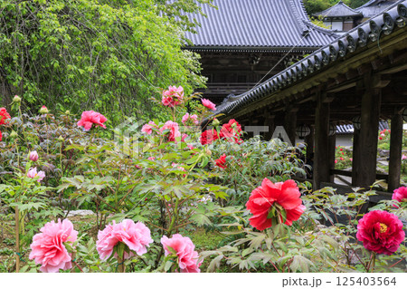 長谷寺　新緑の境内に咲く満開の牡丹 125403564