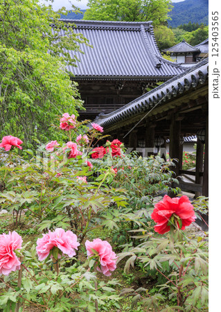 長谷寺 新緑の境内に咲く満開の牡丹 長谷寺 新緑の境内に咲く満開の牡丹 125403565