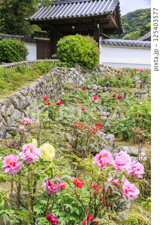 長谷寺 新緑の境内に咲く満開の牡丹 長谷寺 新緑の境内に咲く満開の牡丹 125403577
