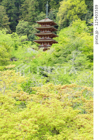 長谷寺 新緑の境内に咲く満開の牡丹 長谷寺 新緑の境内に咲く満開の牡丹 125403589