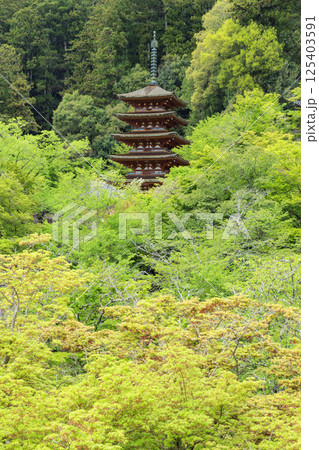 長谷寺 新緑の境内に咲く満開の牡丹 長谷寺 新緑の境内に咲く満開の牡丹 125403591