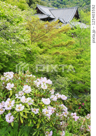 長谷寺 新緑の境内に咲く満開の牡丹 長谷寺 新緑の境内に咲く満開の牡丹 125403592