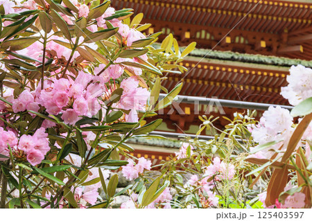 長谷寺 新緑の境内に咲く満開の牡丹 長谷寺 新緑の境内に咲く満開の牡丹 125403597