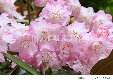長谷寺 新緑の境内に咲く満開の牡丹 長谷寺 新緑の境内に咲く満開の牡丹 125403598