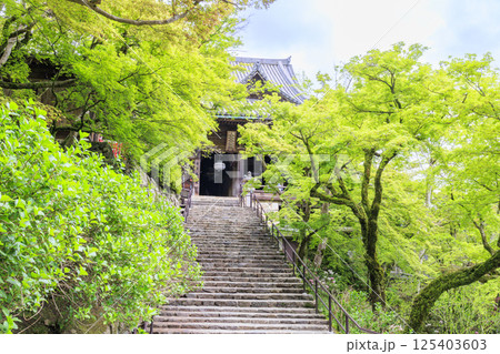 長谷寺 新緑の境内に咲く満開の牡丹 長谷寺 新緑の境内に咲く満開の牡丹 125403603