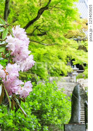 長谷寺 新緑の境内に咲く満開の牡丹 長谷寺 新緑の境内に咲く満開の牡丹 125403605