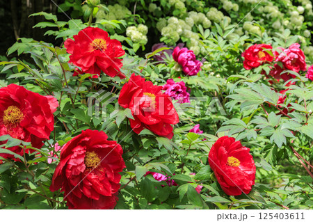 長谷寺　新緑の境内に咲く満開の牡丹 125403611