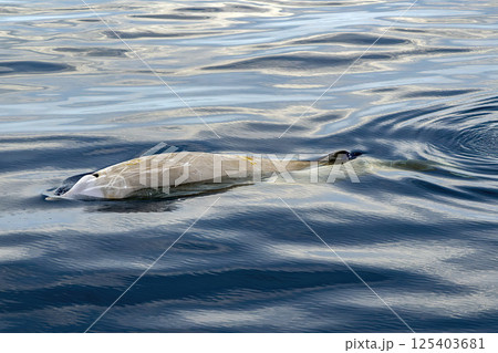 cuvier beaked whale on sea surface 125403681