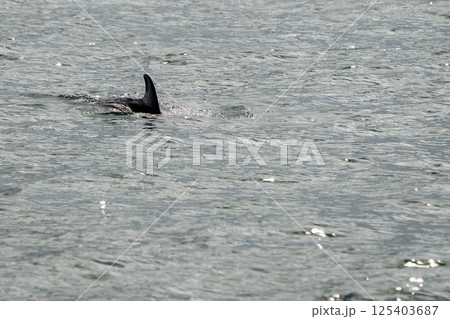 striped dolphin fin detail silhouette 125403687