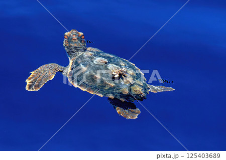 caretta caretta baby sea turtle newborn with parasites on his back 125403689