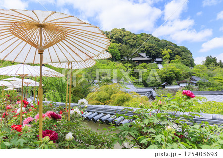 長谷寺　新緑の境内に咲く満開の牡丹 125403693