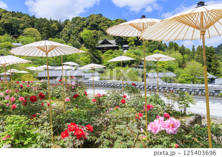 長谷寺　新緑の境内に咲く満開の牡丹 125403696