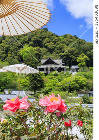 長谷寺　新緑の境内に咲く満開の牡丹 125403698