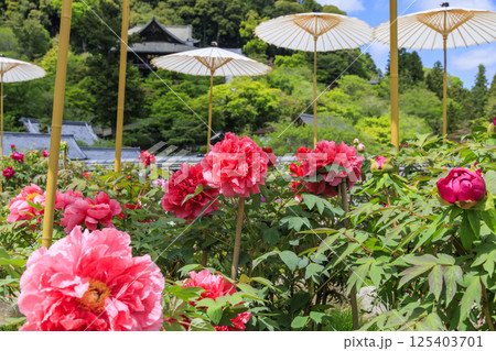 長谷寺　新緑の境内に咲く満開の牡丹 125403701