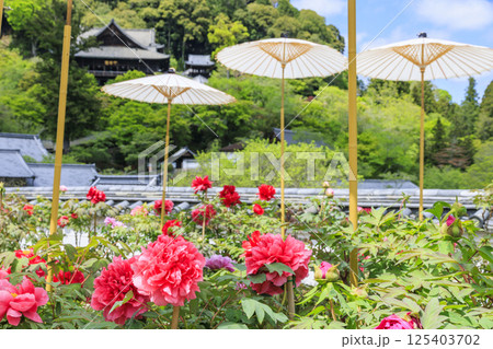 長谷寺　新緑の境内に咲く満開の牡丹 125403702