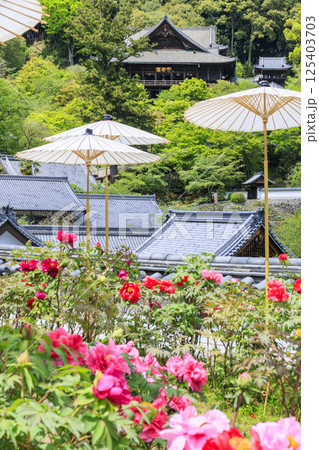 長谷寺　新緑の境内に咲く満開の牡丹 125403703