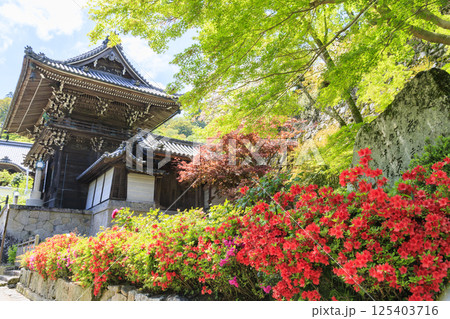 長谷寺　新緑の境内に咲く満開の牡丹 125403716