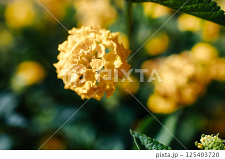 Macro shot of a bright yellow lantana flower in full bloom. In the background are blurred green leaves and other yellow flowers. Beautiful yellow lantana. 125403720