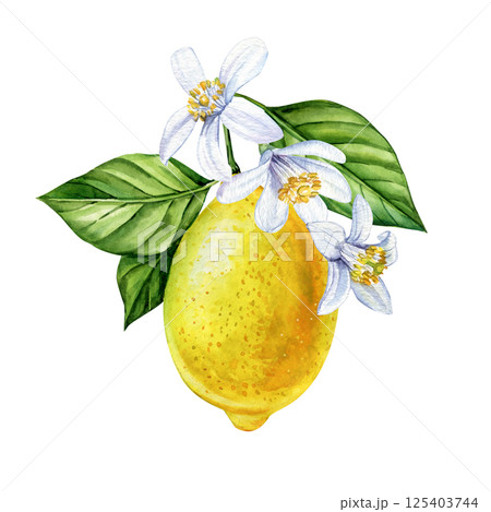Watercolor ripe lemon with green leaves and white citrus flowers for kitchen wall art or packaging clipart 125403744