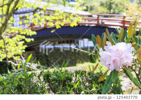 新緑と石楠花咲く室生寺 125403770
