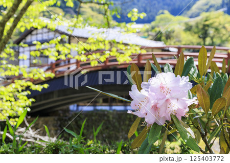 新緑と石楠花咲く室生寺 125403772
