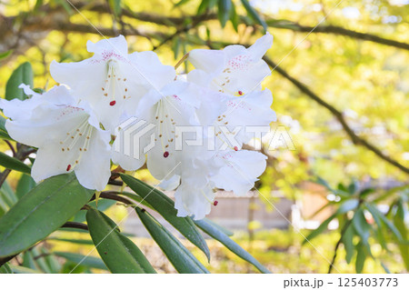 新緑と石楠花咲く室生寺 新緑と石楠花咲く室生寺 125403773